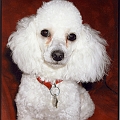 Pinocho After Haircut